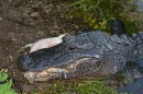 Alligator with turtle prey. Everglades