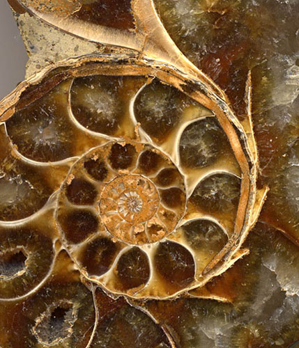 Ammonite section