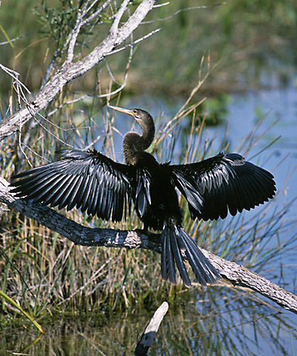 Anhinga, or Snake-Bird (Anhinga anhinga) drying its' wings.  Everglades, Florida