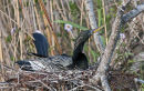 Snake Bird, or Anhinga, on nest. Anhinga Trail, Everglades