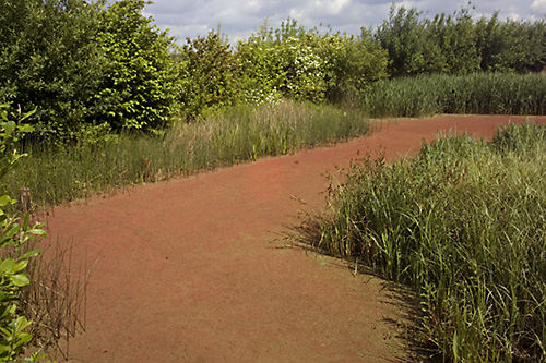 Water Fern (Azolla filicoides) 