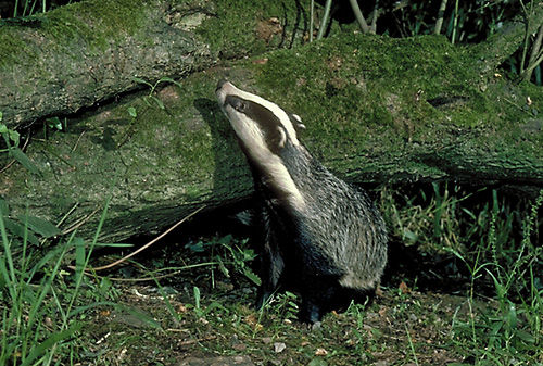 Badger (Meles meles) Devon, England