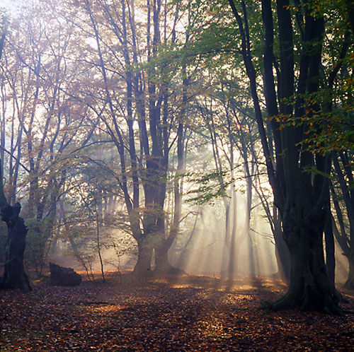 Beechwood (Fagus sylvatica) Sunrise. Epping Forest, Essex, 