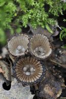 Bird's Nest Fungus: Cyathius striatus. Devon.