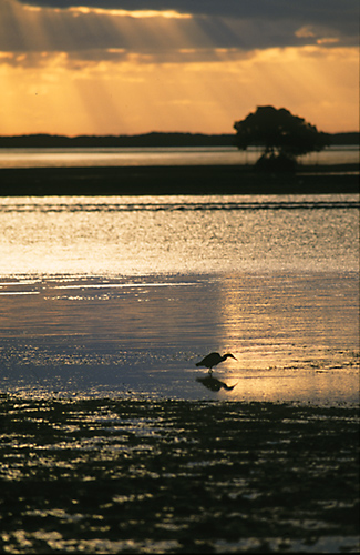 Little Blue Heron (Egretta caerulea)  Sunrise, Everglades, Florida