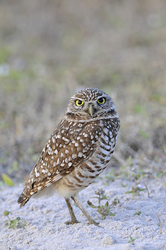 Burrowing Owl, Cape Coral, Florida