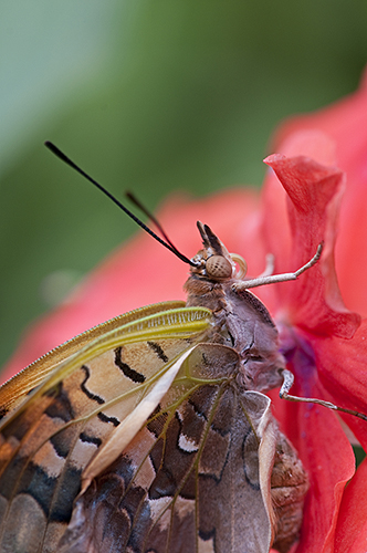 Tropical butterfly: Charaxes sp.