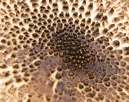 Chestnut Parasol (Lepiota castanea) Cap detail. Surrey, England.