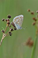 Common Blue Butterfly: Polyommatus icarus