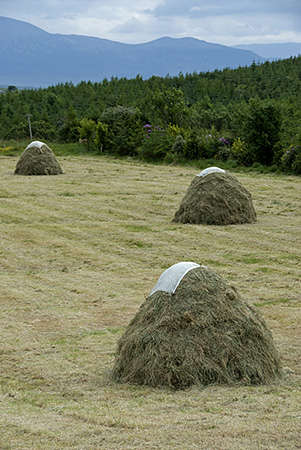 Traditional Haystacks, County Mayo, Ireland. 2008