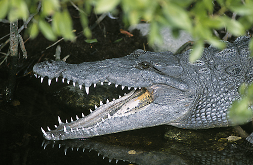 American Crocodile (Crocodylus acutus)  Everglades, Florida