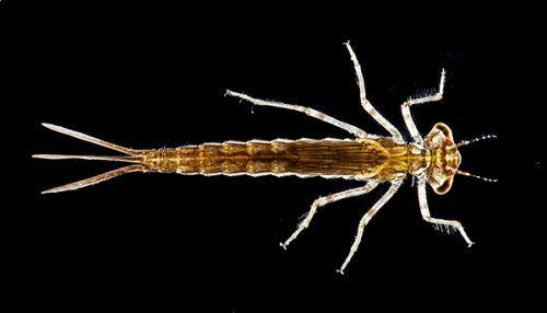 Damselfly larva - darkfield lighting