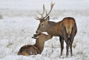 Red Deer pair in snow. December, 2010