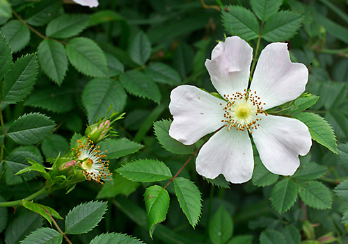 Dog Rose (Rosa canina) Surrey, England