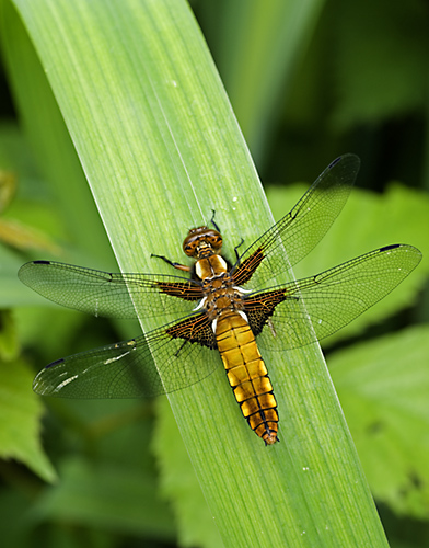 Broad Bodied Chaser Dragonfly (Libellua depresa)  Male. Surrey, England.