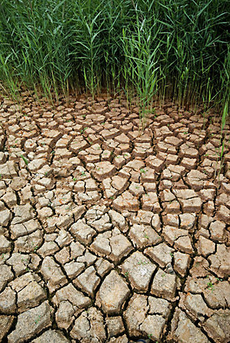 Dried up stream bed, Sussex, 2006