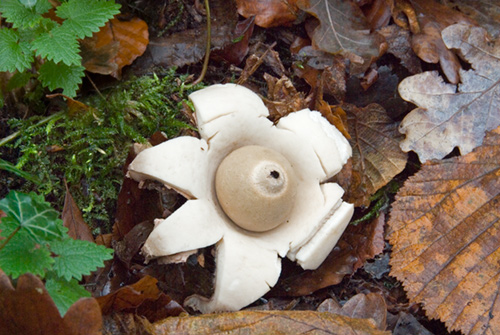 Earthstar Fungus (Geastrum triplex)