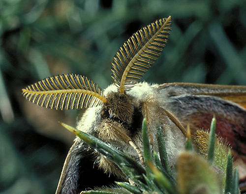 Emperor Moth (Saturnia pavonia) Male - antennae used to detect scent of female. Surrey, England.