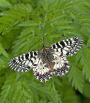 Festoon Butterfly