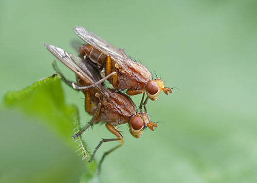 Mating Flies