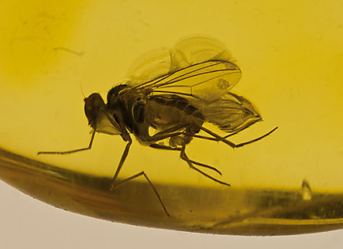 Fossilised fly in amber