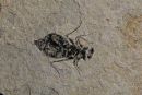 Fossil Dragonfly larva: Libellula doris.