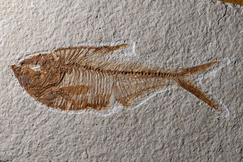 Fossil Fish