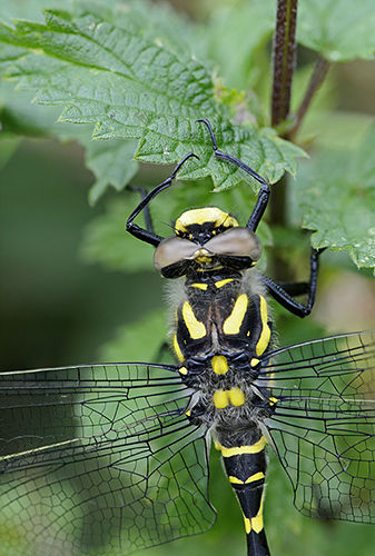 Golden-Ringed Dragonfly: close-up of head