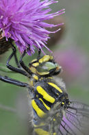 Golden Ringed Dragonfly: Cordulegaster boltonii