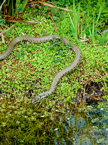 Grass Snake hunting on edge of pond