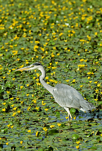 Grey Heron (Ardea cinerea) amongst Yellow Water Lilies - Surrey, England