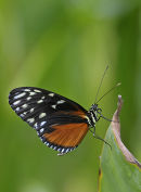 Heliconius hecale