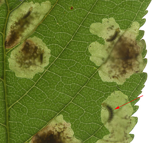 Larvae of Horse Chestnut leaf miner moth