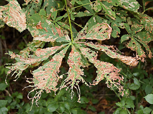 Horse Chestnut Leaf Miner (Cameraria ohridella) A leaf mining moth which first appeared in 2003