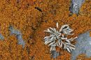 Seashore Lichens Xanthoria parietina and Ramalina siliquosa