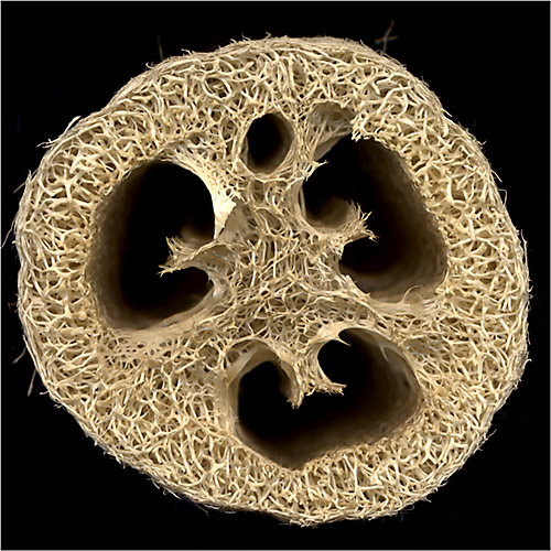 Cross section through Loofah (Luffa aegyptiaca) - showing vascular structure