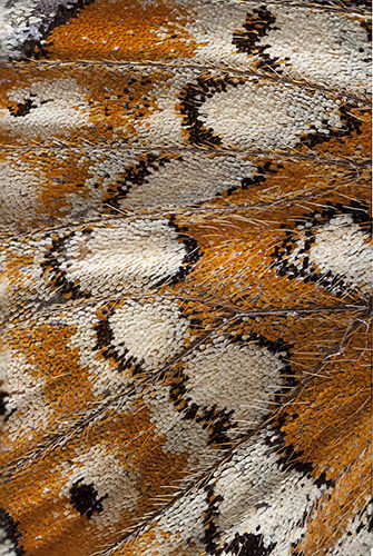 Wing of Marsh Fritillary butterfly (