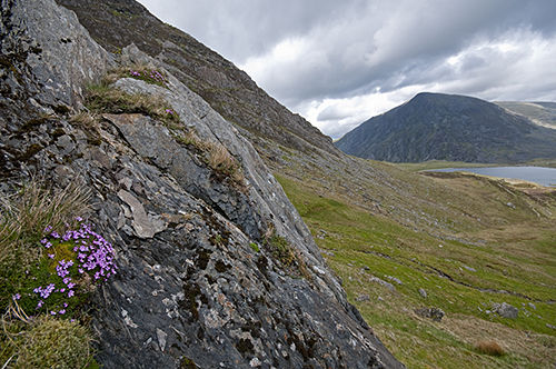 Moss Campion growing in Cwm Idwal, Snowdonia, Wales 