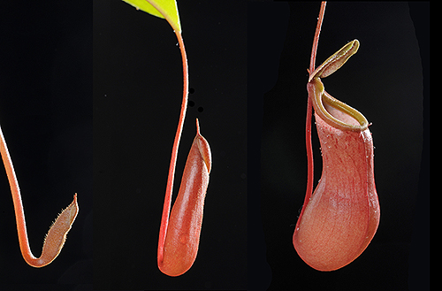 Series showing development of 