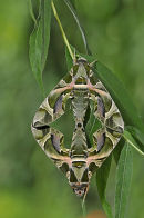Oleander Hawkmoths: Daphnis nerii. Mating