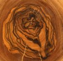 Olive tree - section through branch