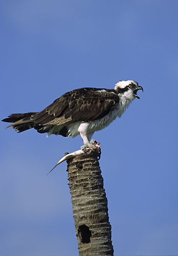 Osprey (Pandion haliaetus) Everglades, Florida