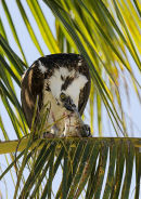 Osprey with fish. Everglades, Florida