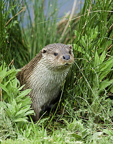 Otter (Lutra lutra)
