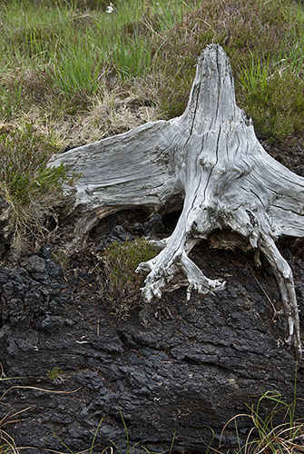 Peat bog with ancient bog oak revealed by peat cutting. Achill Island, County Mayo, Ireland