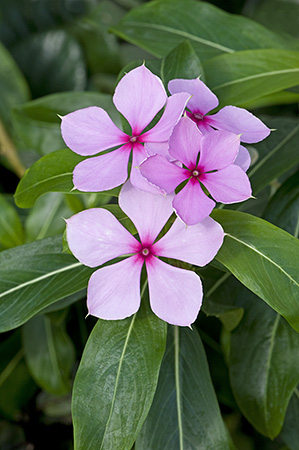 Madagascar Periwinkle. Used in treatment of Leukaemia. 