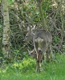 Roe Deer female with fawn. Surrey