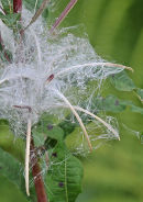 Rosebay Willowherb: Epilobium angustifolium. Seeds.