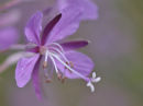 Rosebay Willowherb