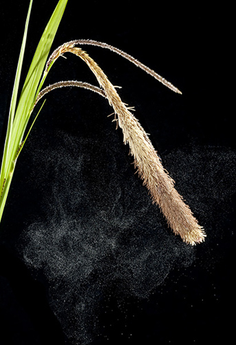 Pollen being dispersed from Pendulous Sedge